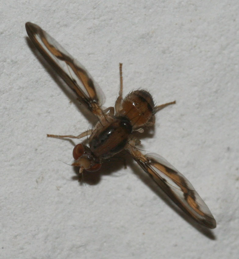 Toxoneura (=Palloptera) muliebris (Pallopteridae)